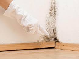 Why You Should Choose Our Mold Remediation Services in Placeholder9